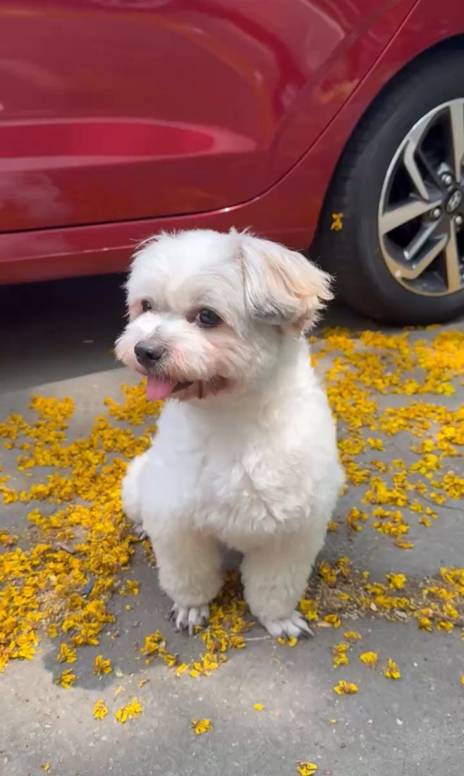 Coca sitting among yellow flower petals